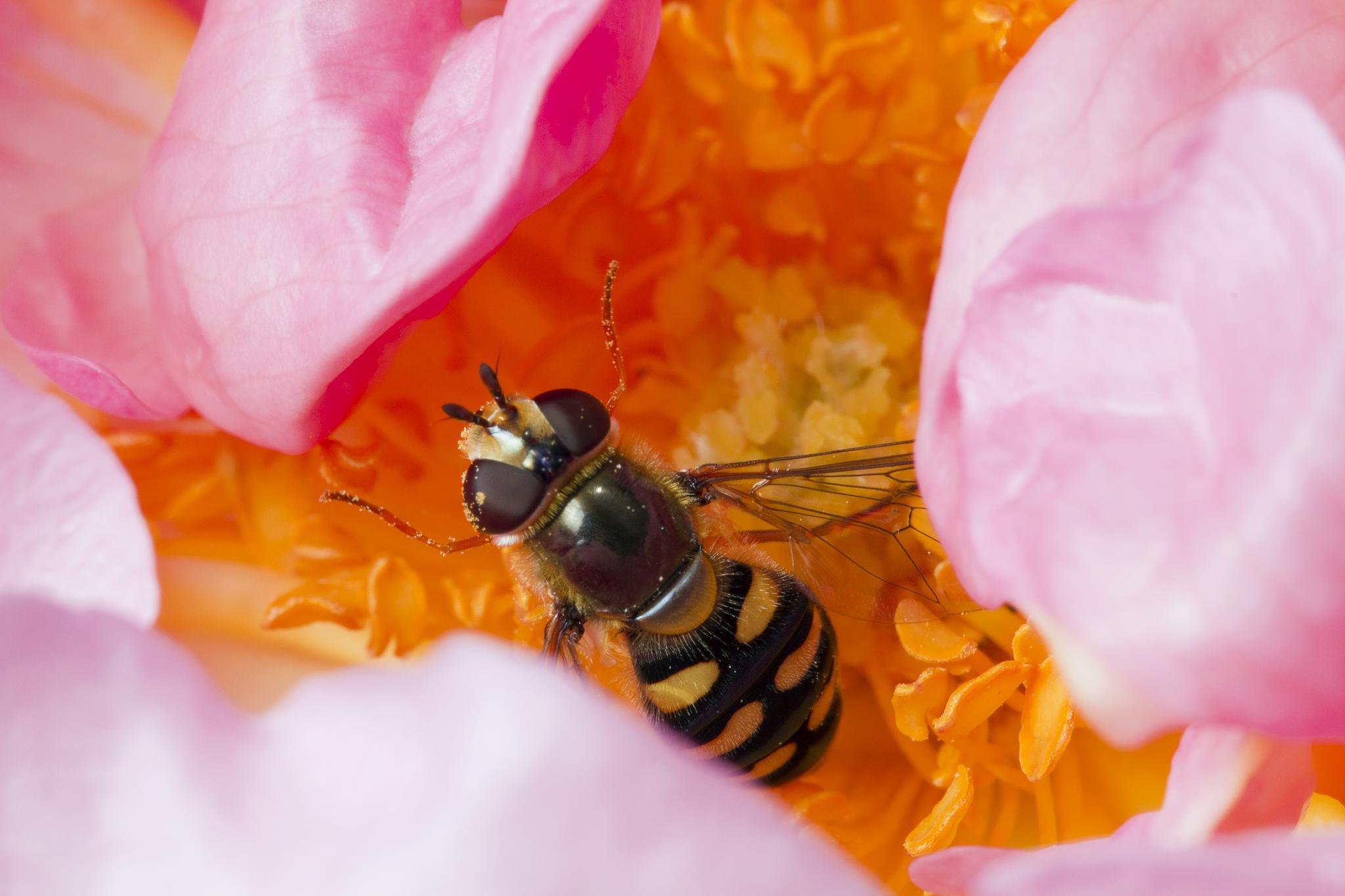 bee closeup