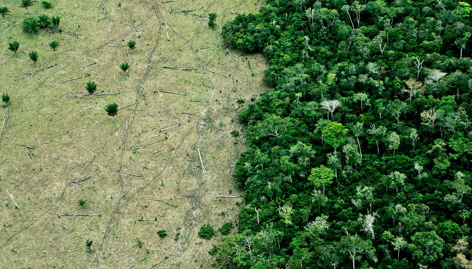 How Can Space Technology Help With Managing Deforestation? – New Space  Economy