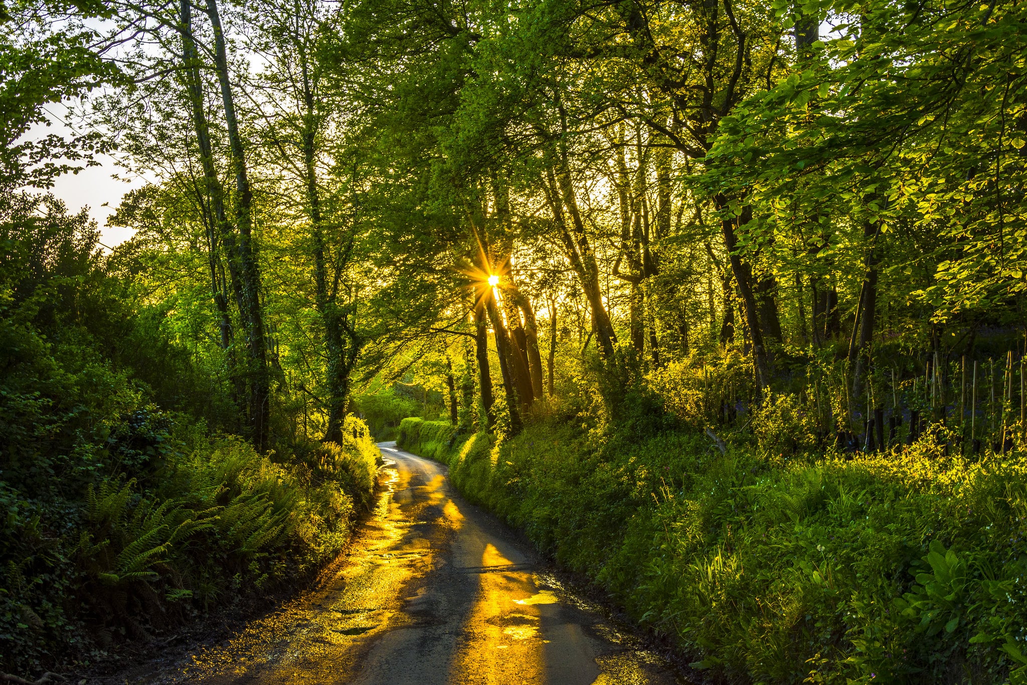 Sun shining on trees and path