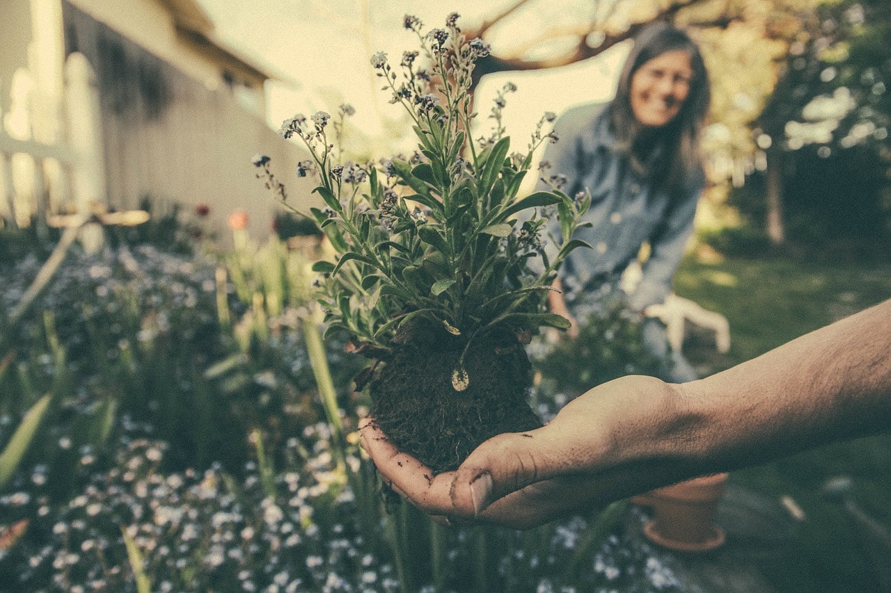 gardening