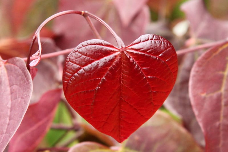heart-shaped-leaf