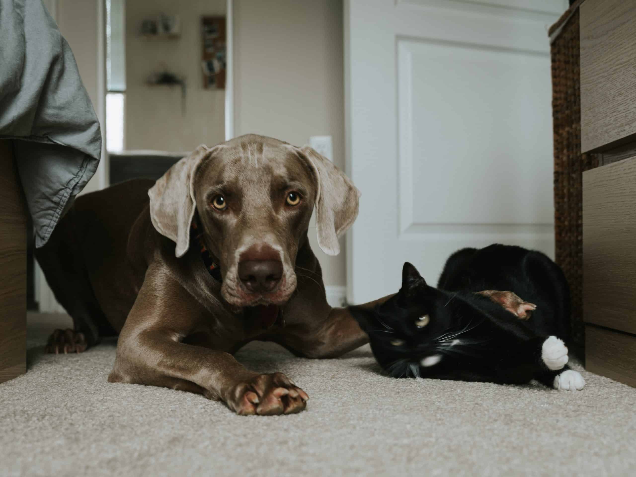 dog and cat