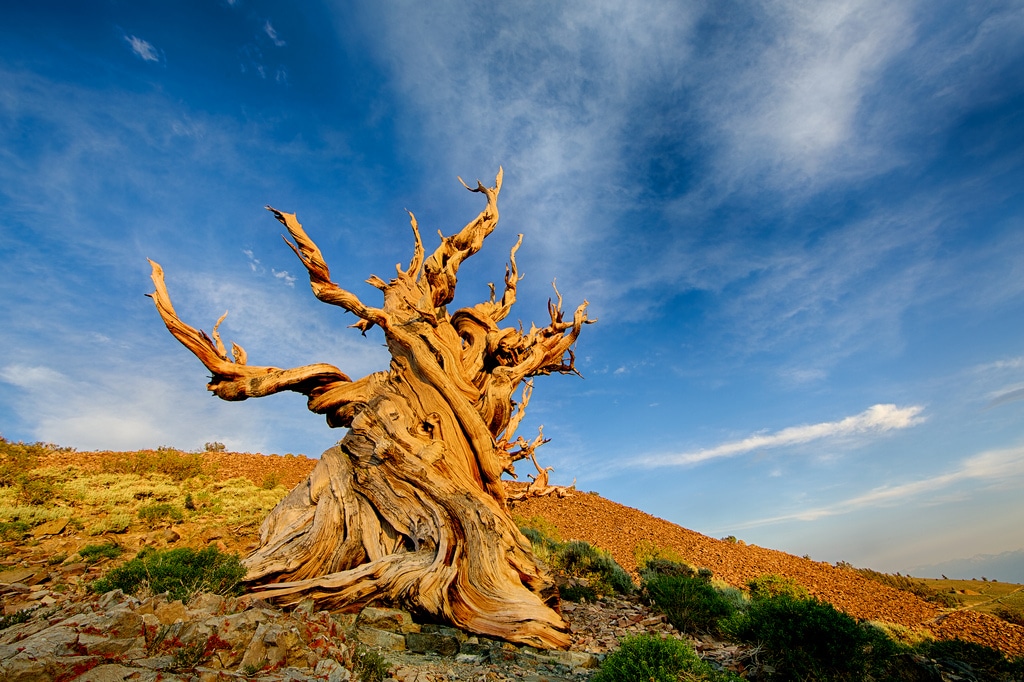 Methuselah Tree