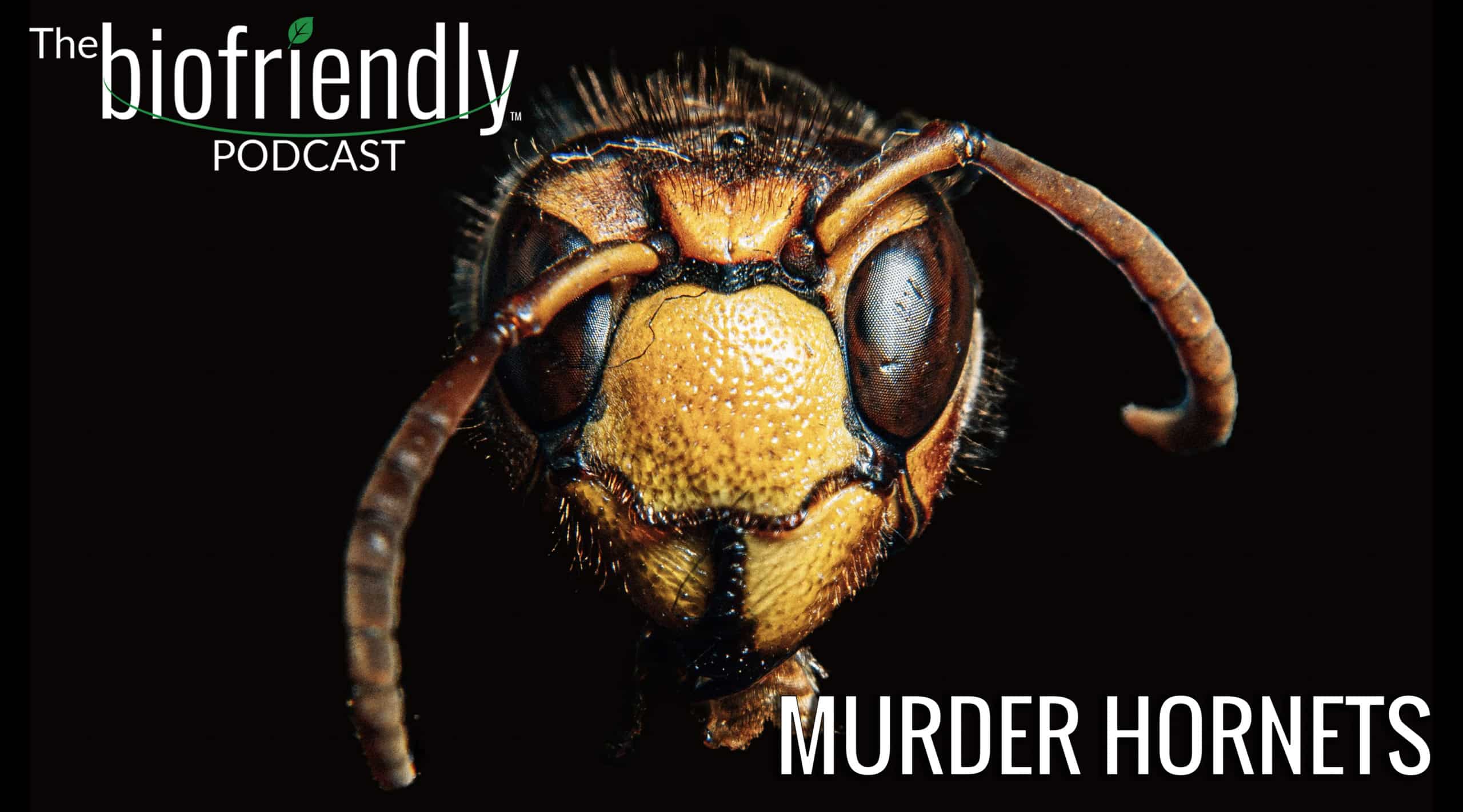 The Biofriendly Podcast - Episode 66 - Murder Hornets