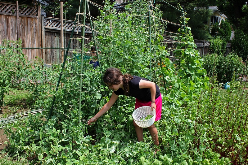 harvesting peas