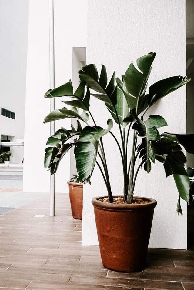 indoor plants