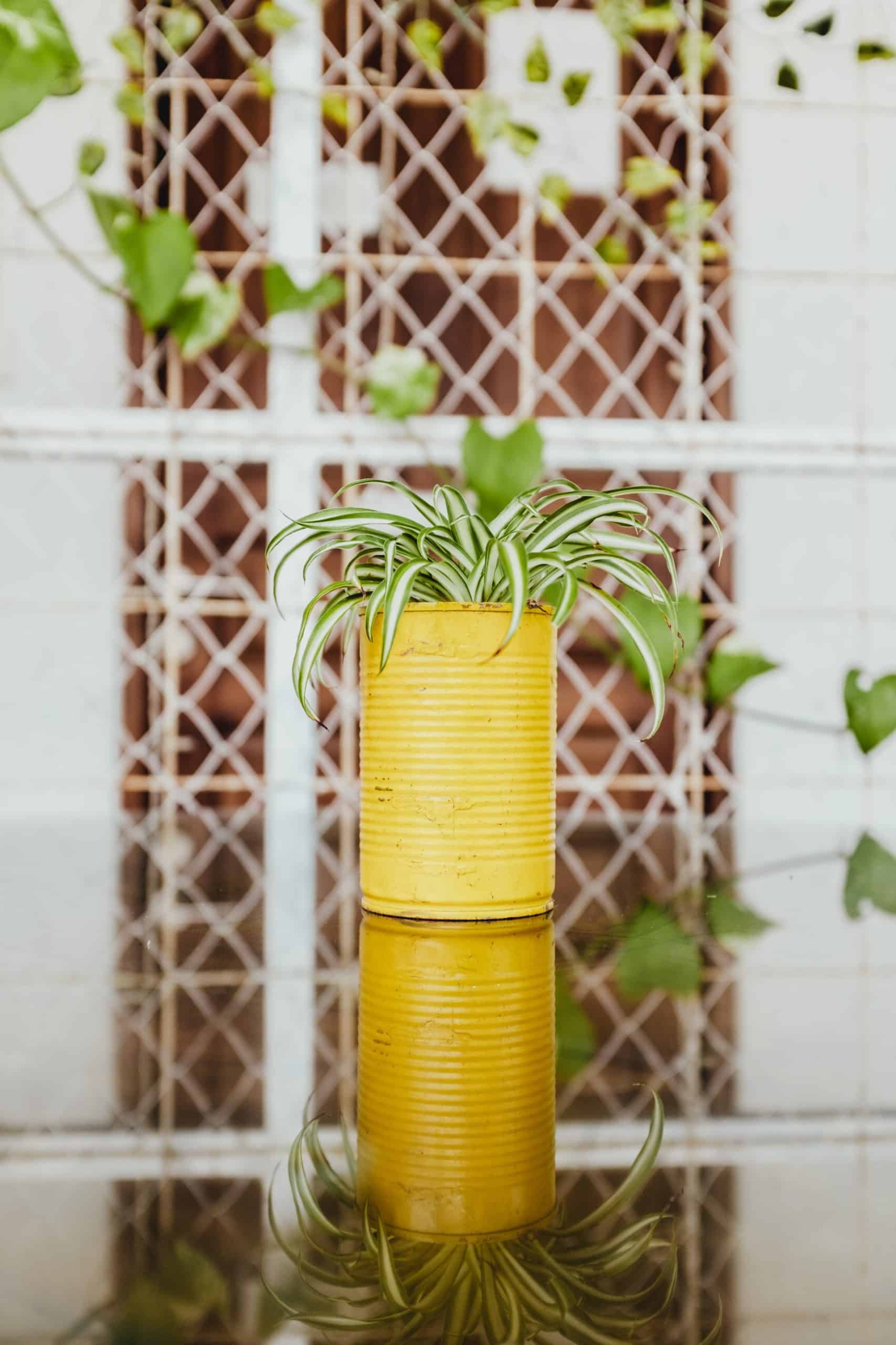 spider plant