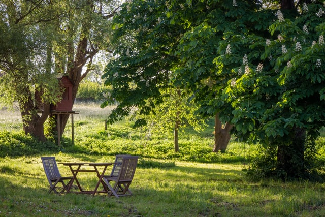 Tree pruning