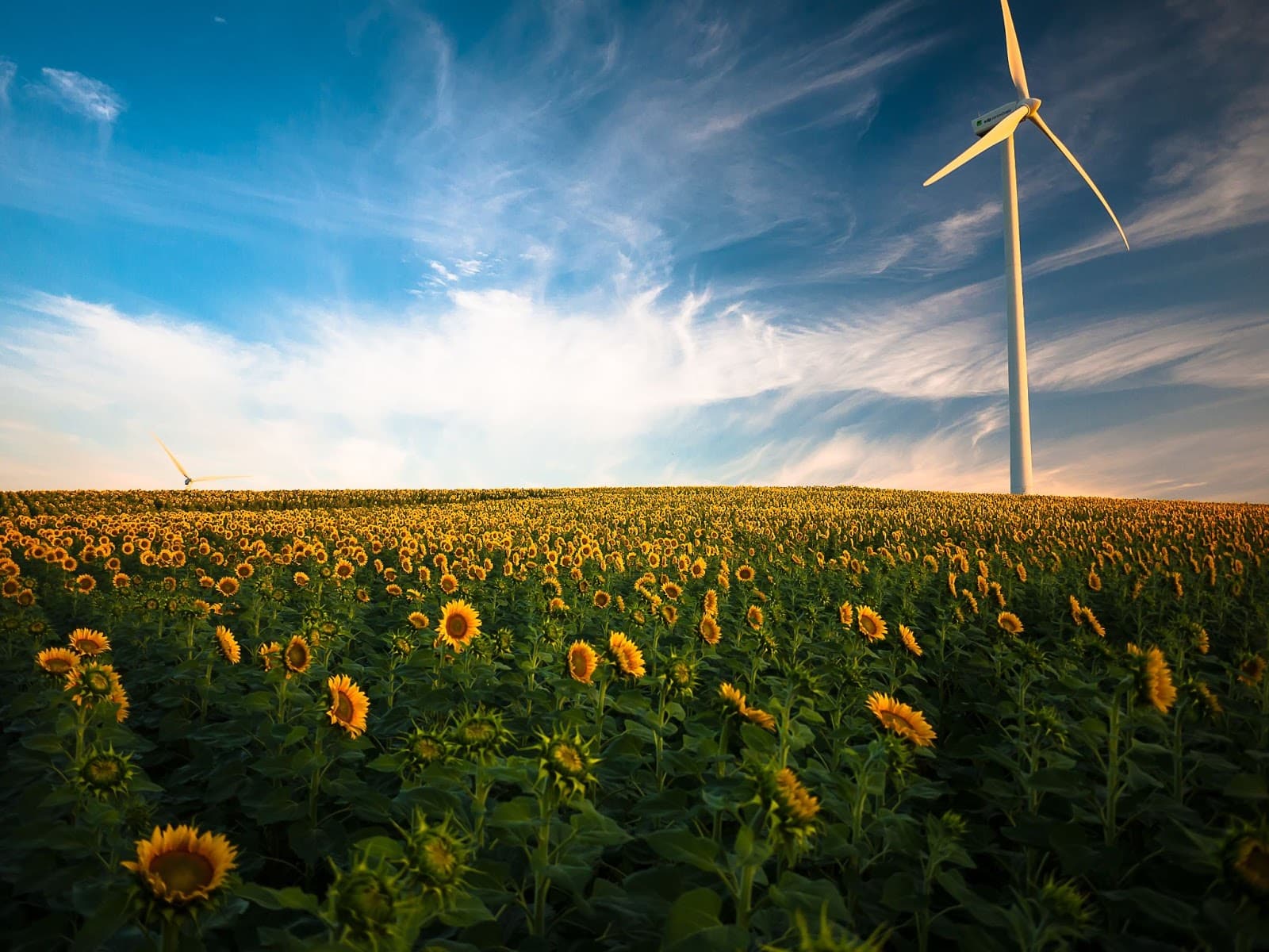 sunflower turbine