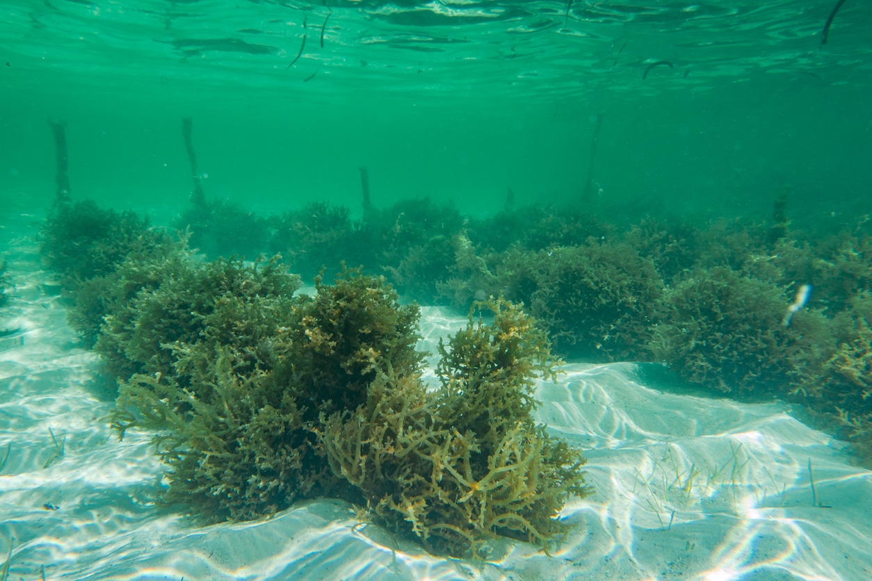 Underwater photography. Sea weed plantation. Zanzibar, Tanzania.