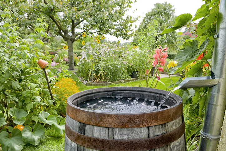 Rainwater harvesting

Credit: schulzie