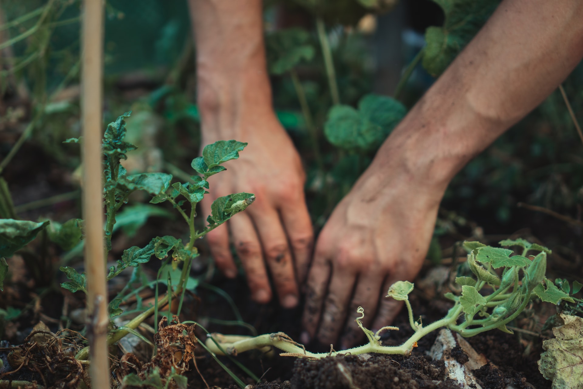 Healthy ecosystem

Photo by Jonathan Kemper on Unsplash