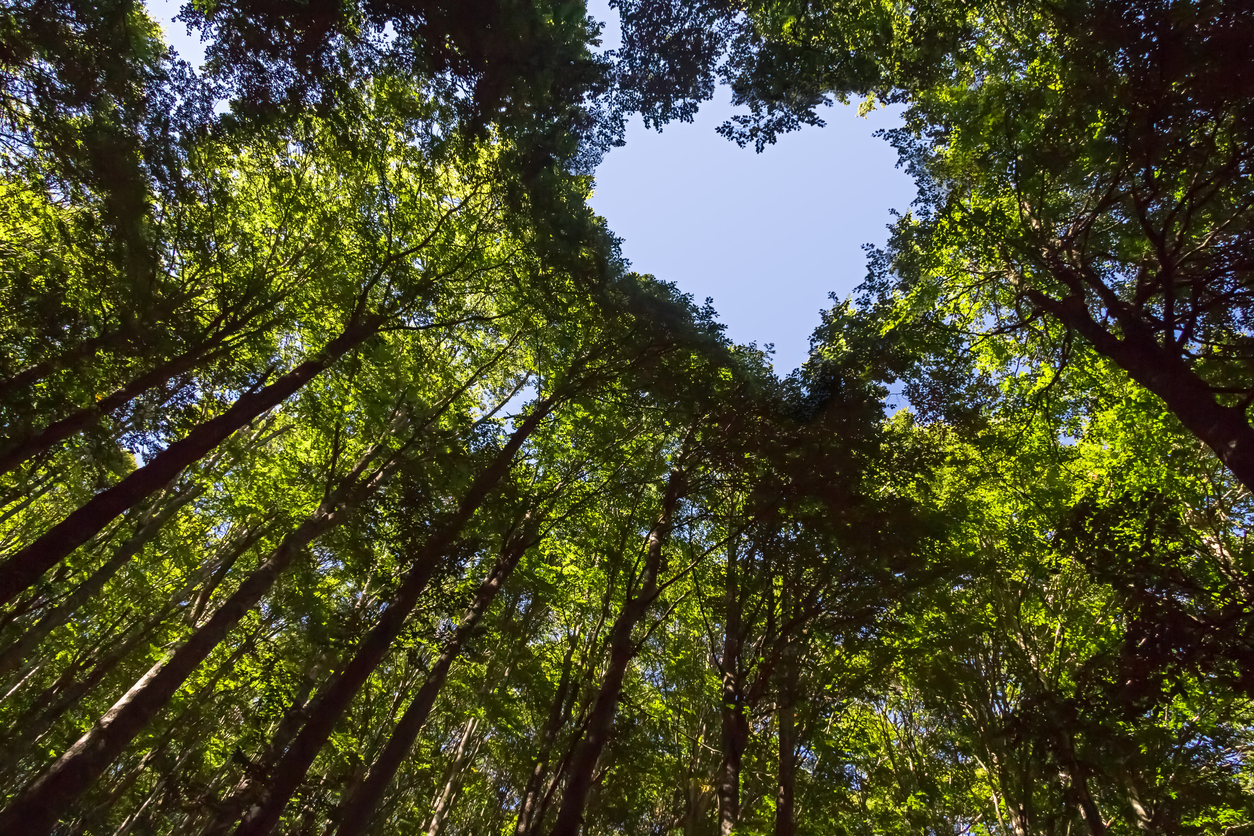 Green As Can Be

Image by JM_Image_Factory via iStock by Getty Images