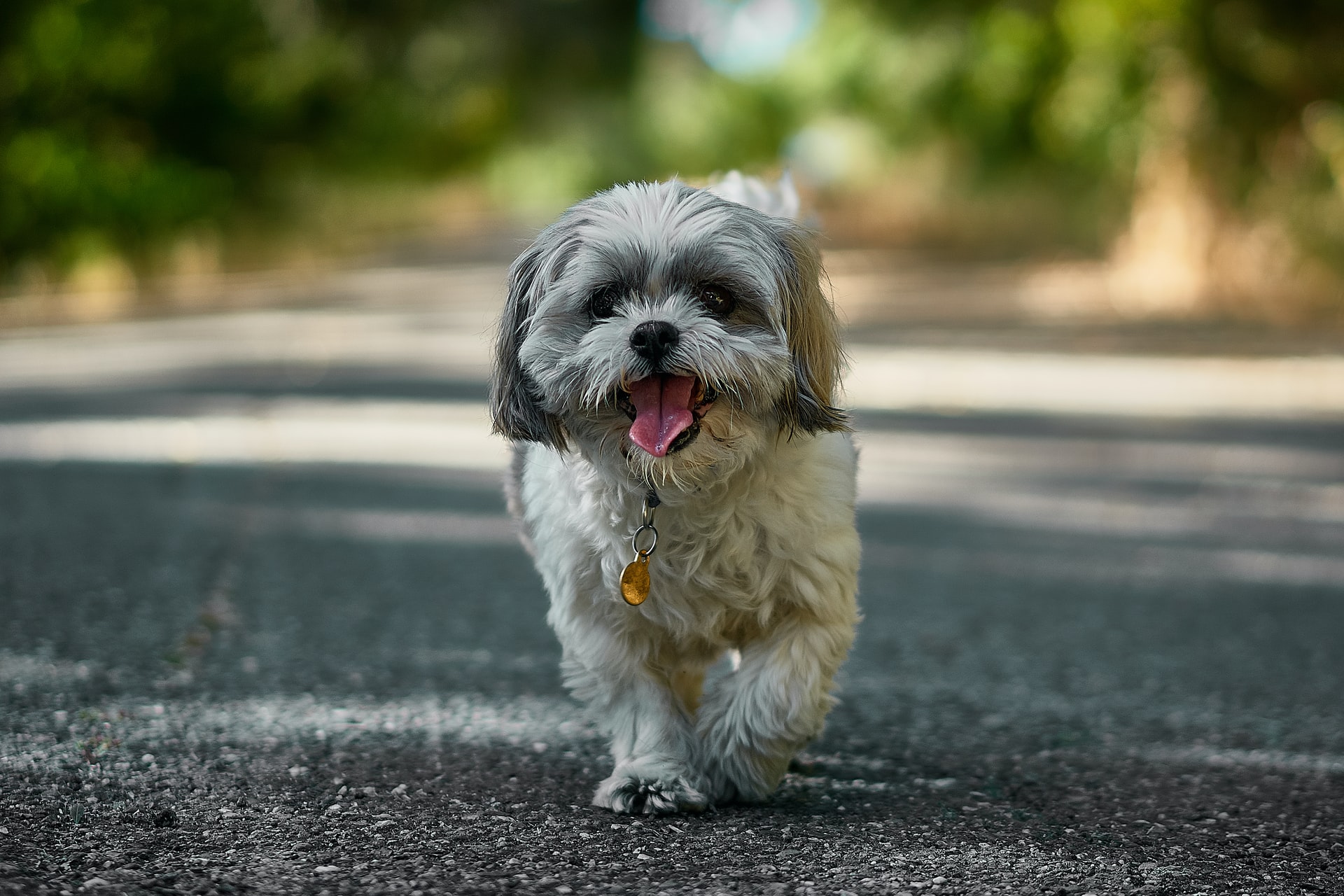 Lessening Your Pet's Impact on the Environment

Photo by Nikolay Tchaouchev on Unsplash