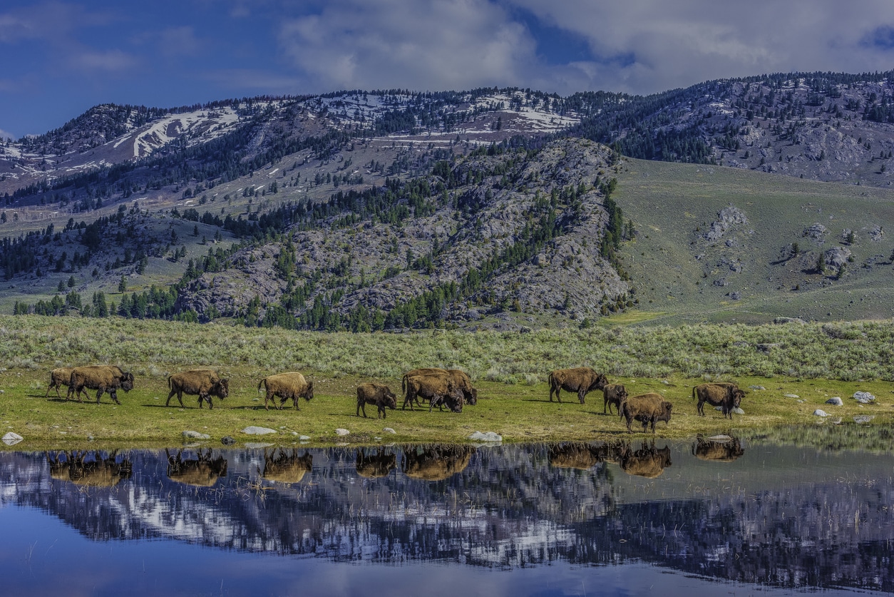 American Bison