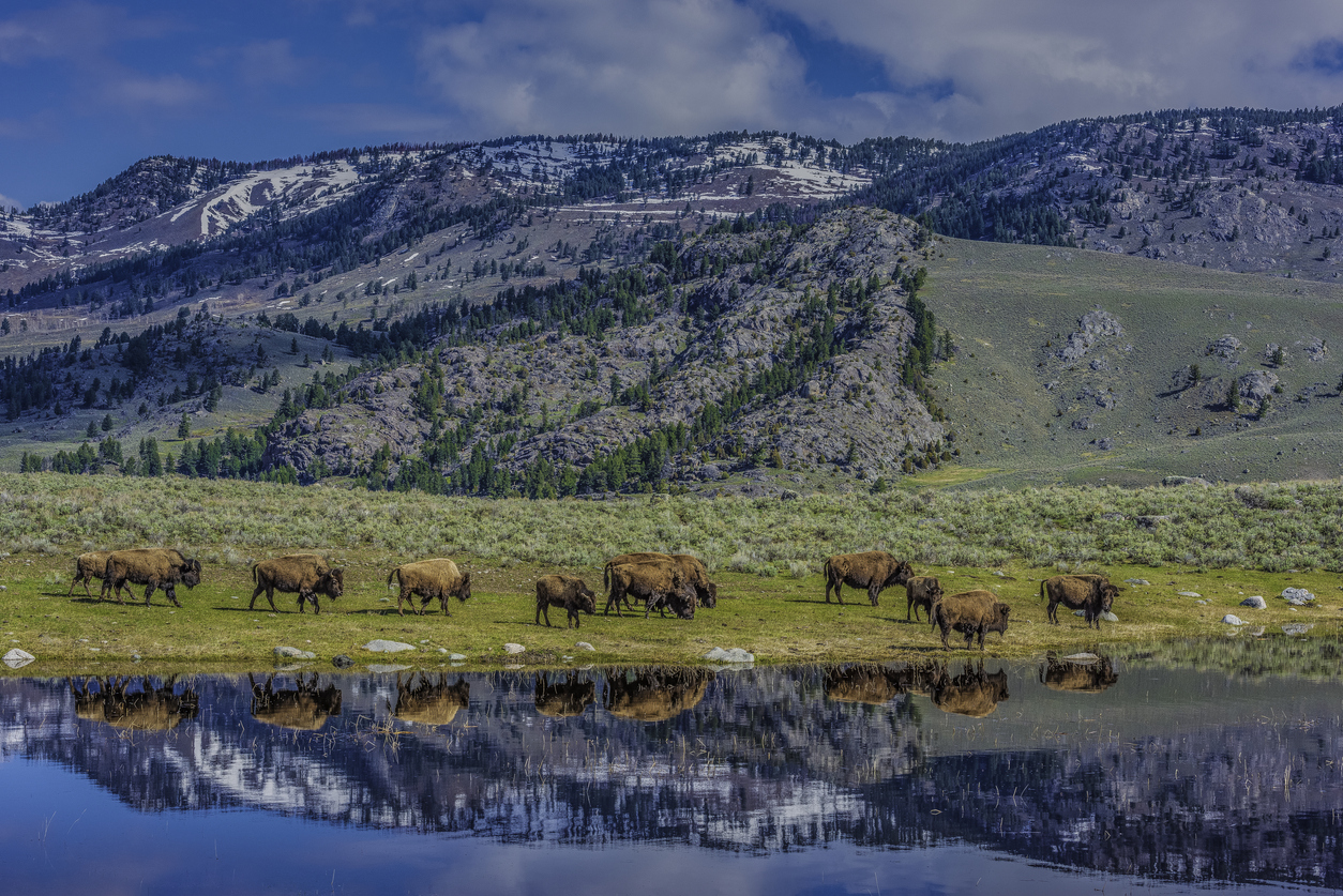How Satellite Technology Can Protect Wildlife 

Photo by Gerald Corsi via iStock by Getty Images
