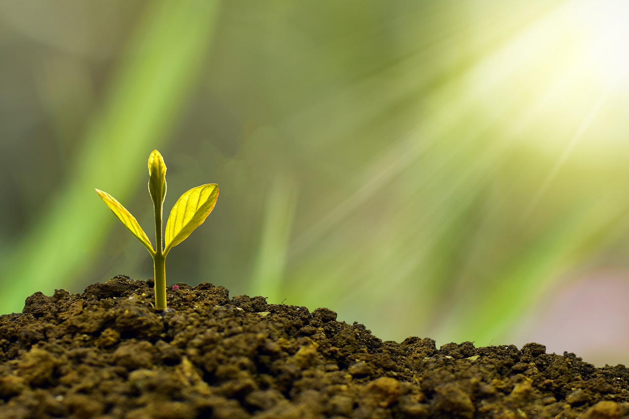 How to Sustainably Grow and Develop Your Business

Image from Pixabay