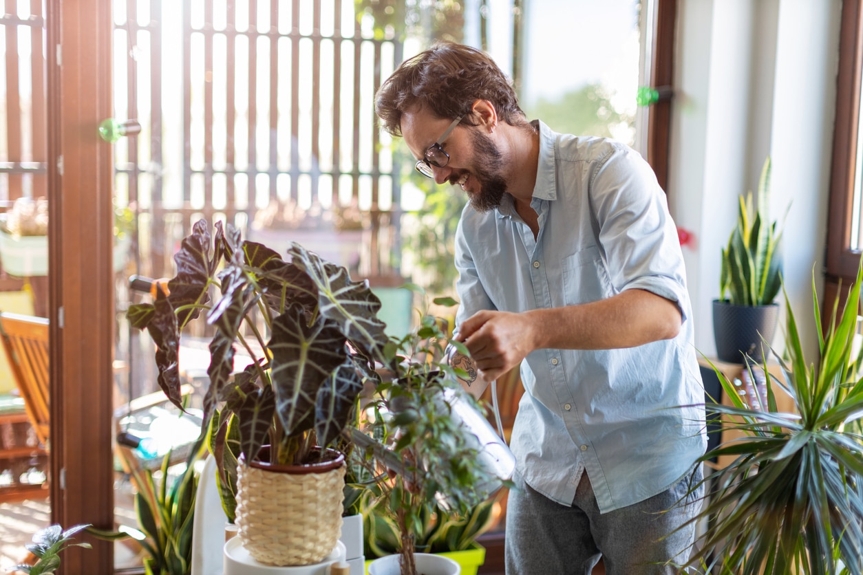 houseplants