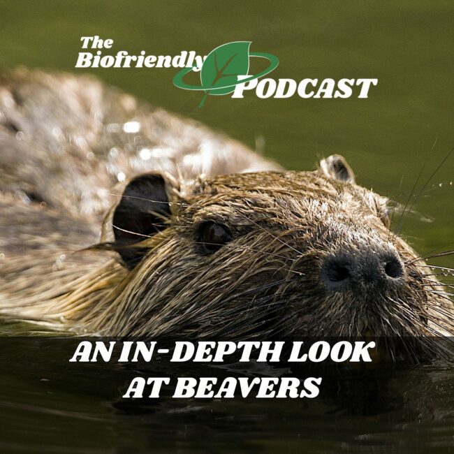 An In-Depth Look at Beavers - The Biofriendly Podcast