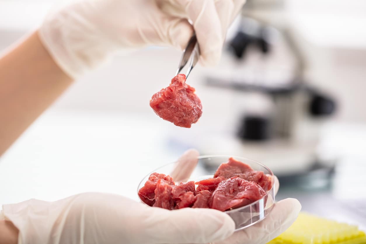 inspecting meat in lab