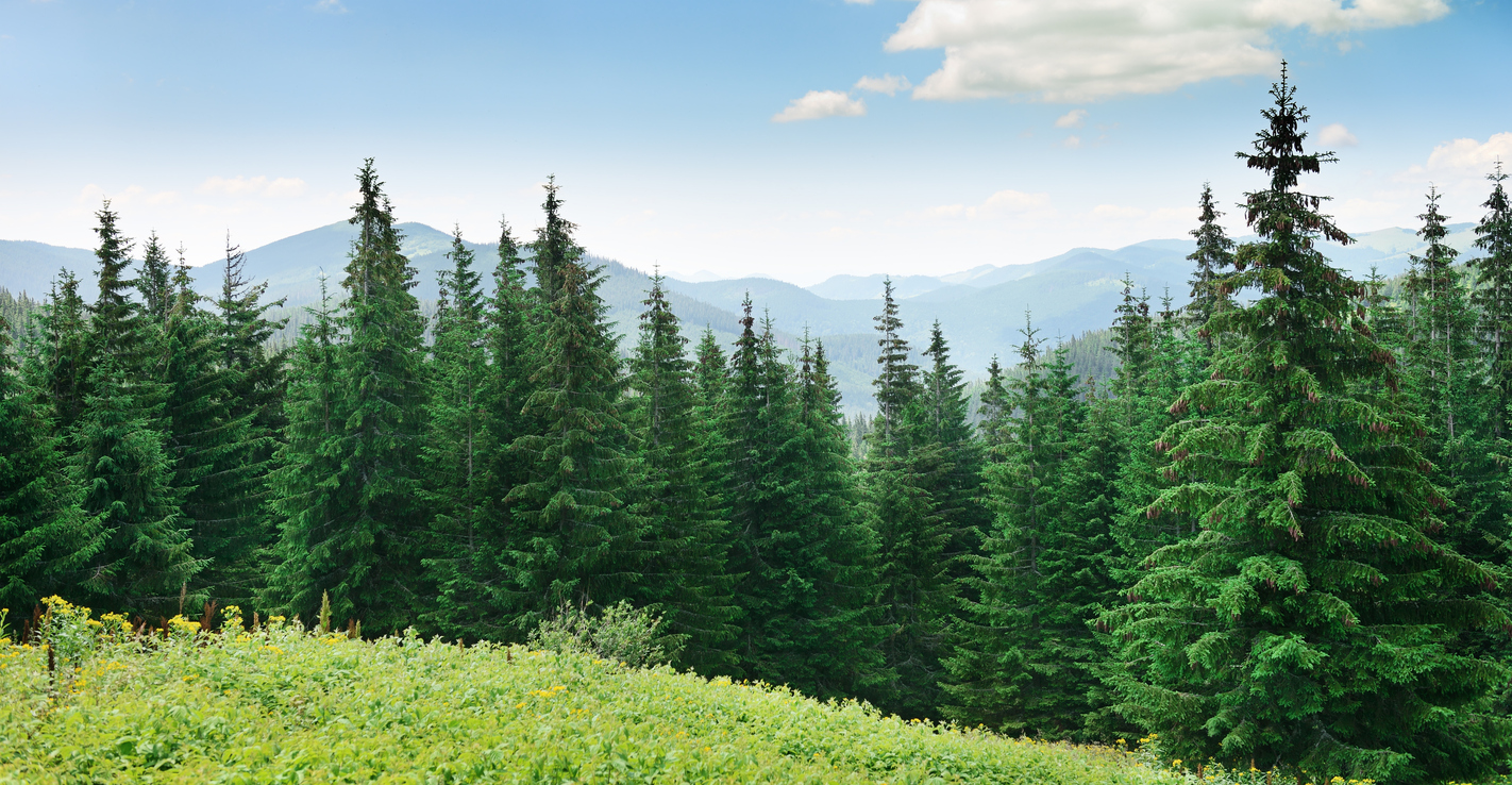 The role of forests in combating climate change 

Credit: Serg_Velusceac