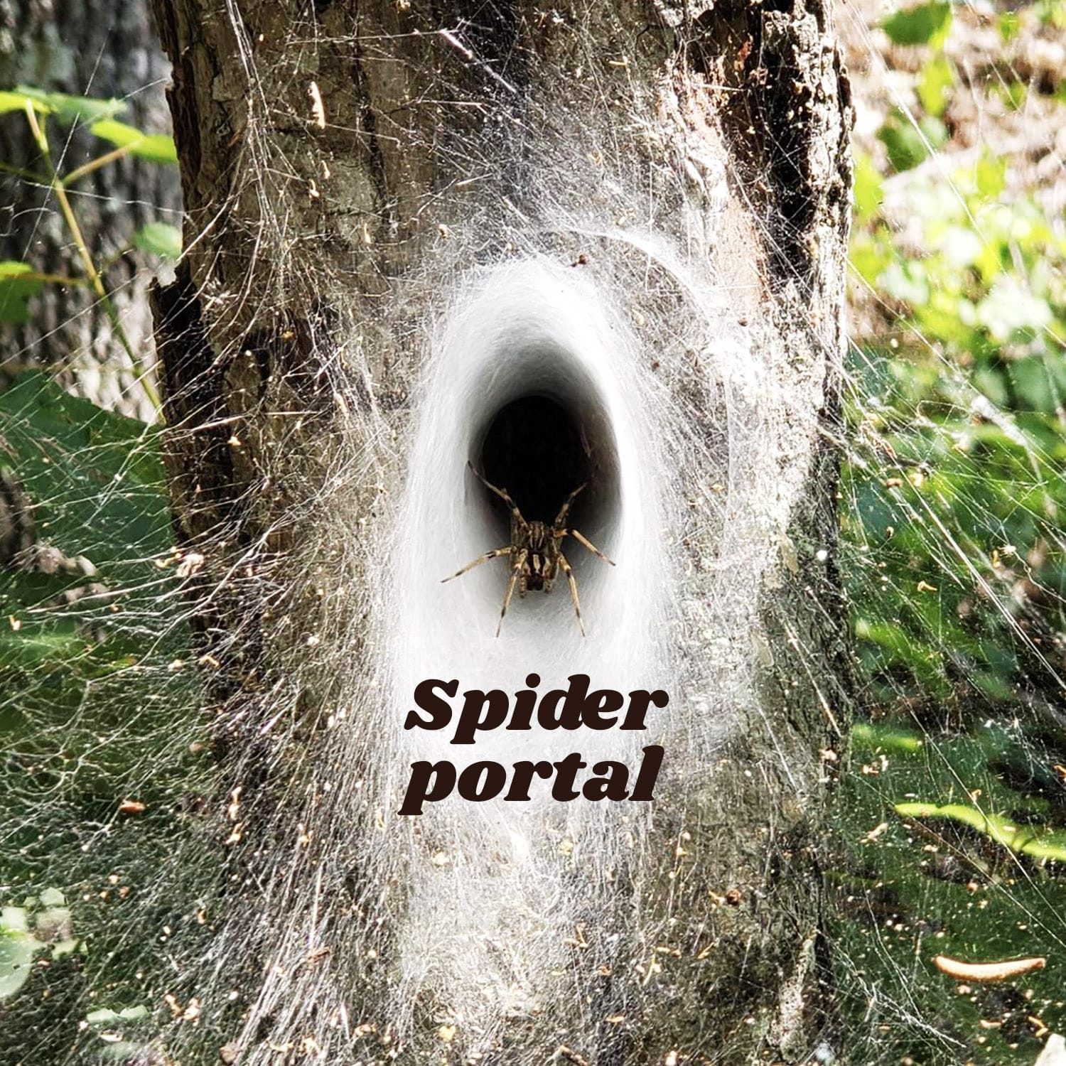 Spider Portal