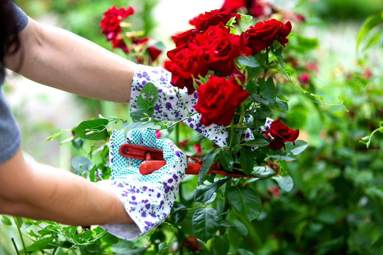 A guide to giving sustainable and ethical
Credit: bluegame