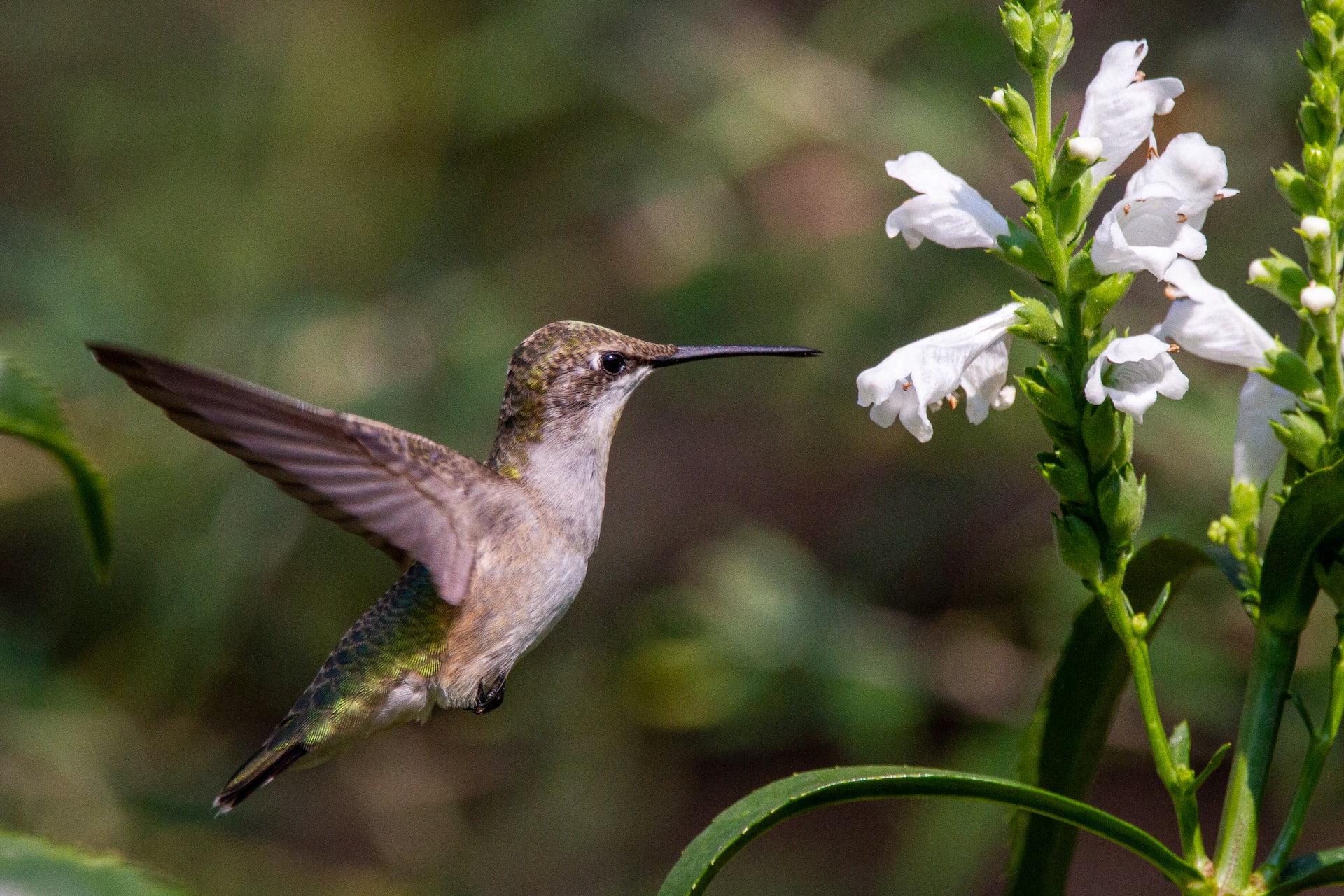 Keep pollinators alive

Photo by Joshua J. Cotten via Unsplash
  