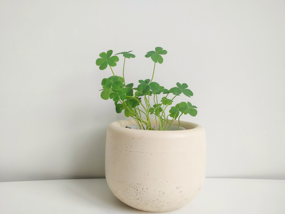 Potted clover
Photo by yuqian liu via iStock by Getty Images