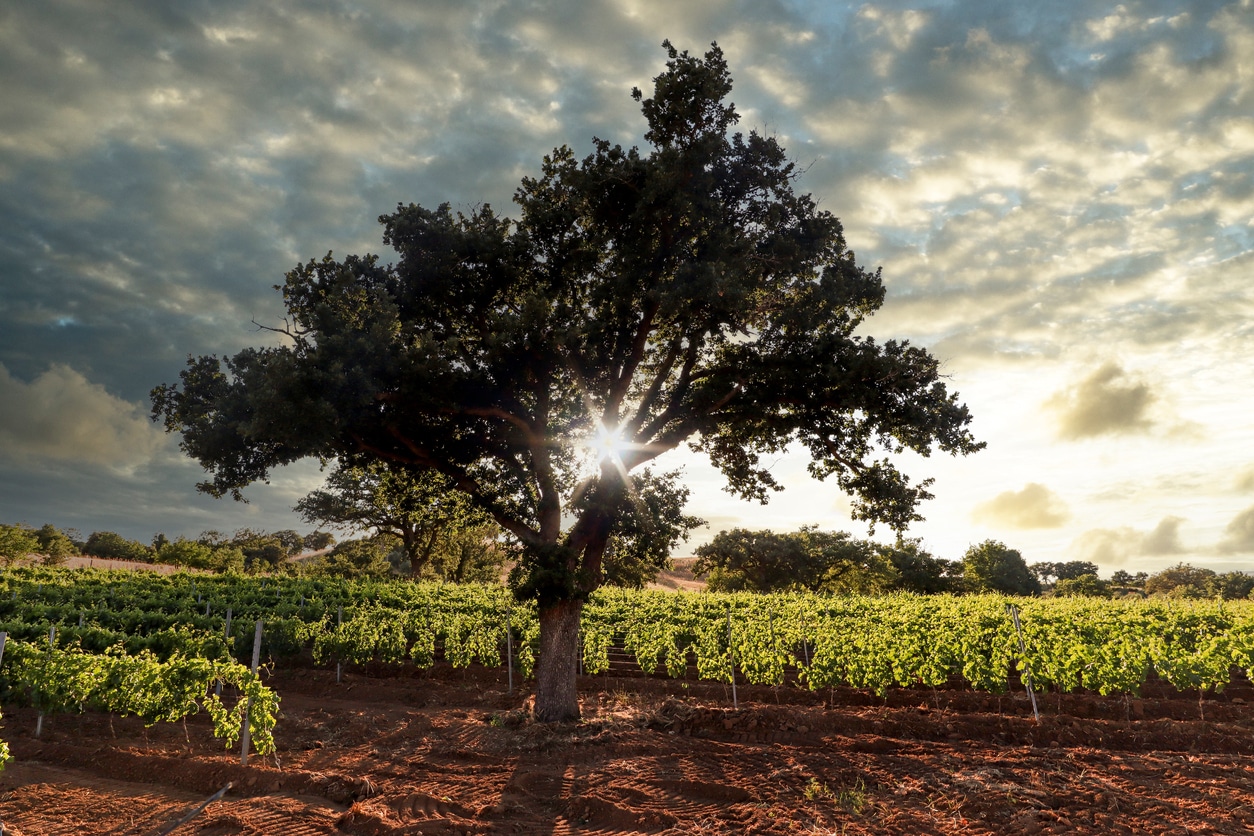 winery 

Credit: ah_fotobox