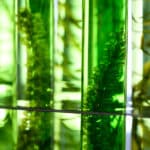 algae as a biofuel