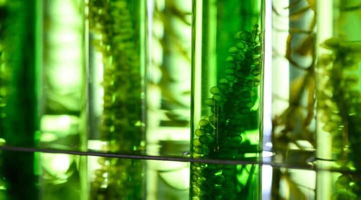 Algae as biofuel

Credit: greenleaf123