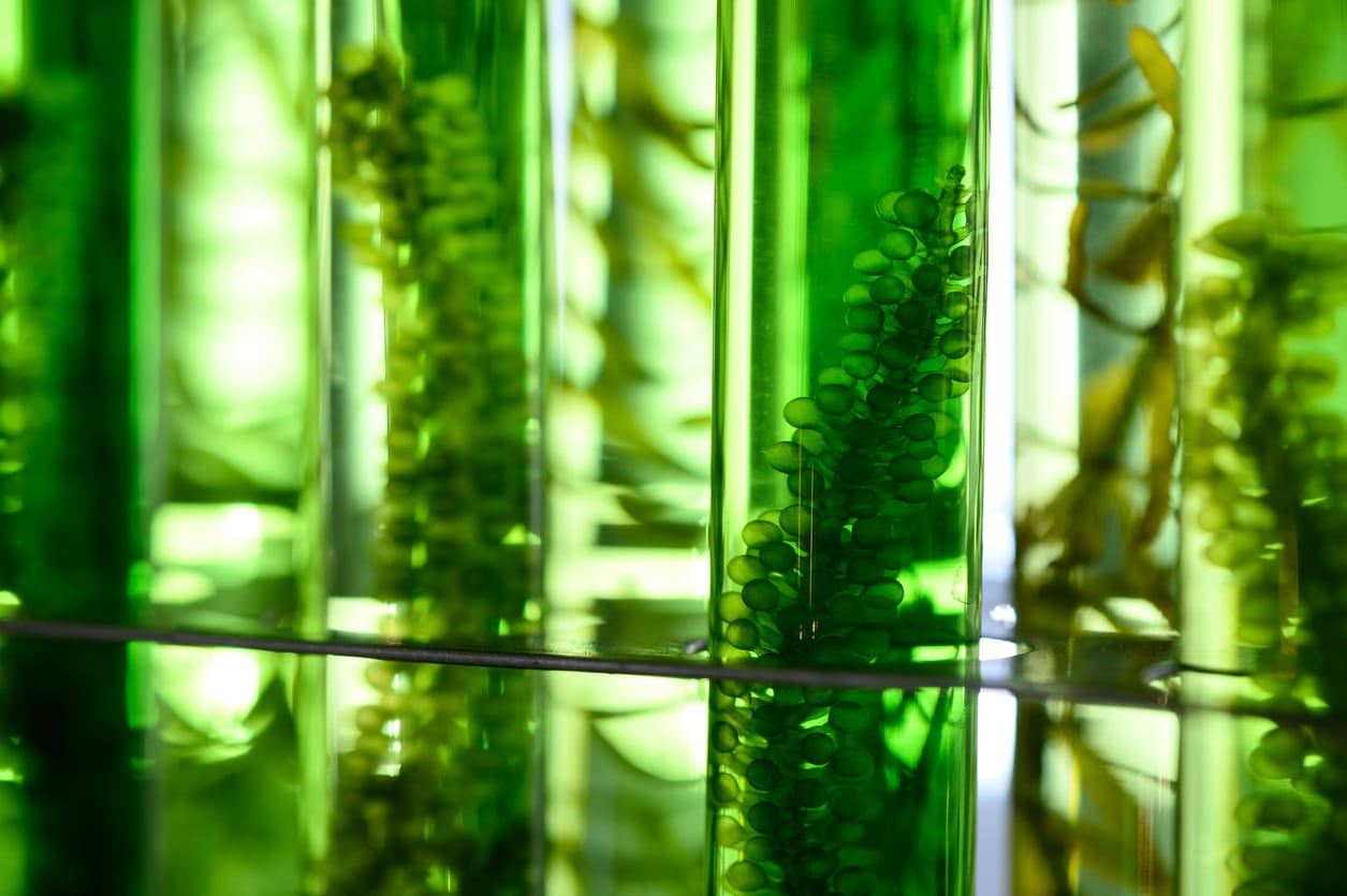 algae as a biofuel