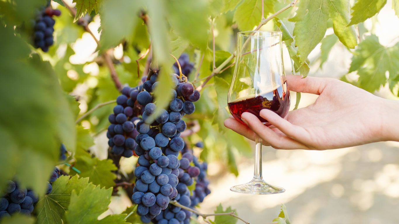 sustainable winery certifications