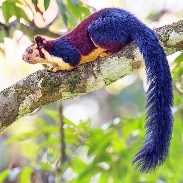 Rainbow squirrel