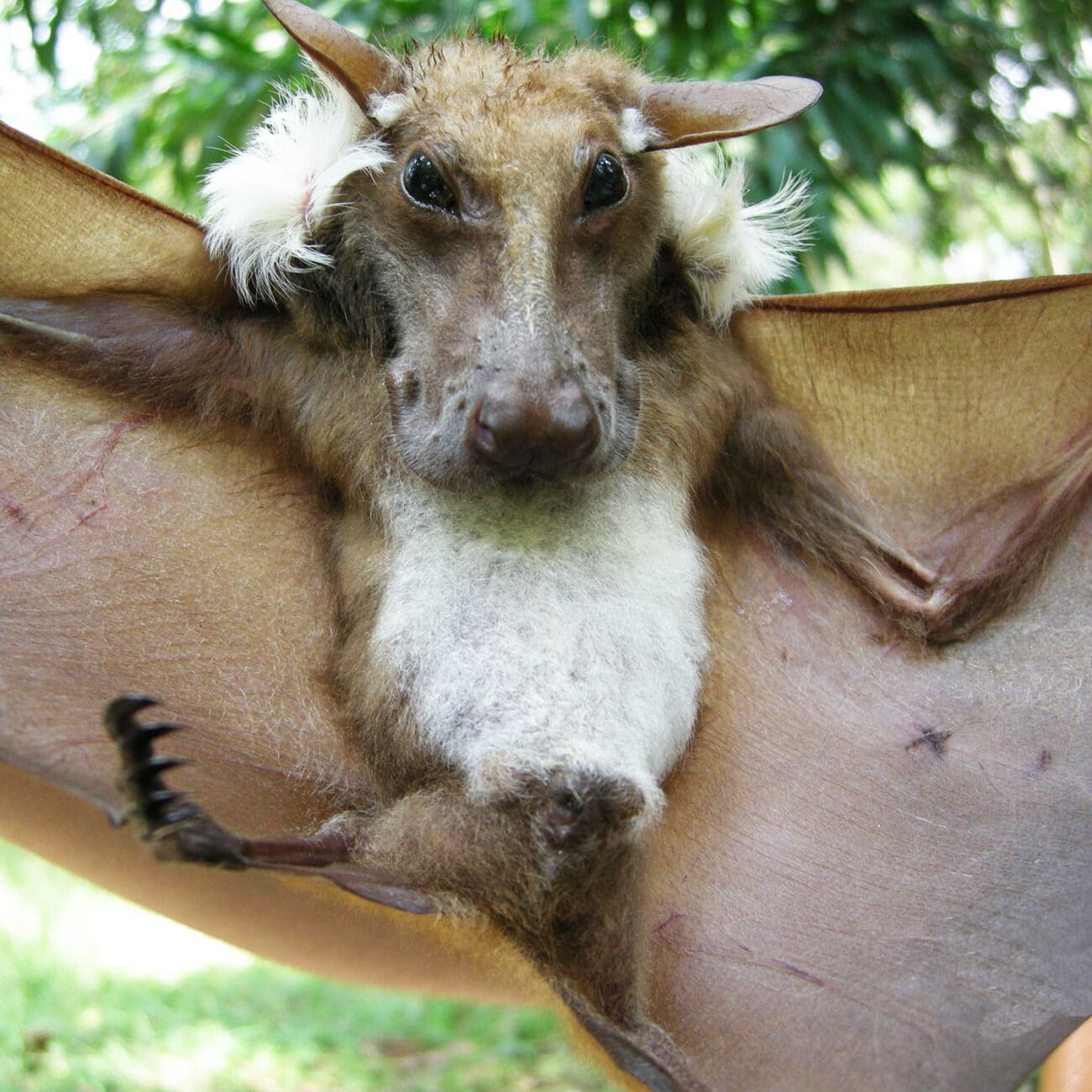 Dogfaced Bat