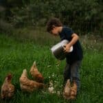Boy feeding the chickens