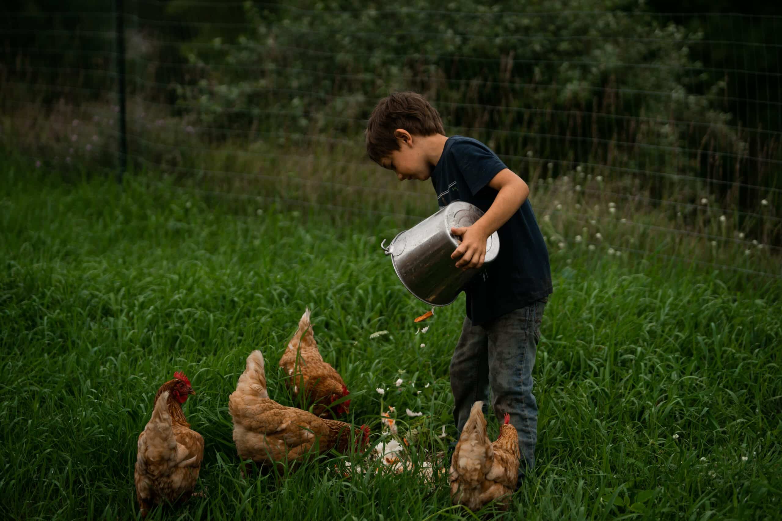 Boy feeding the chickens