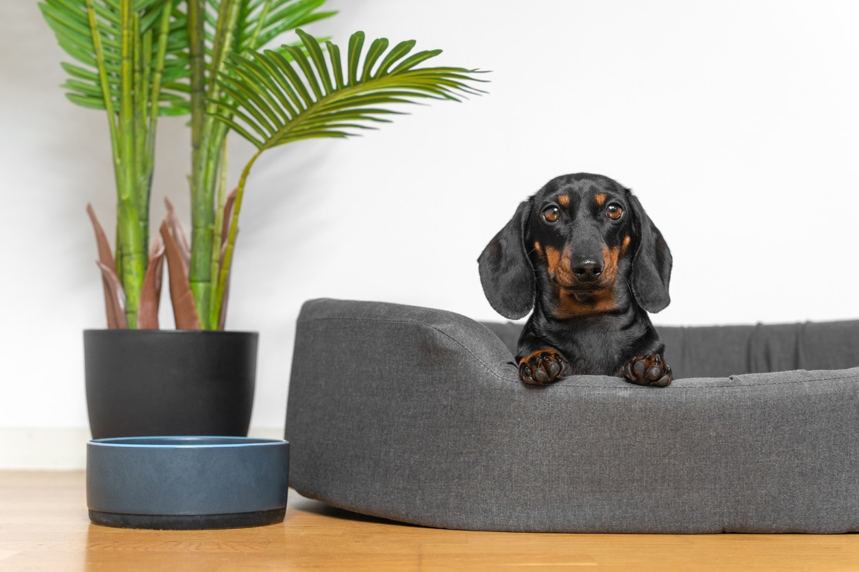 sustainably prepare your home for dog