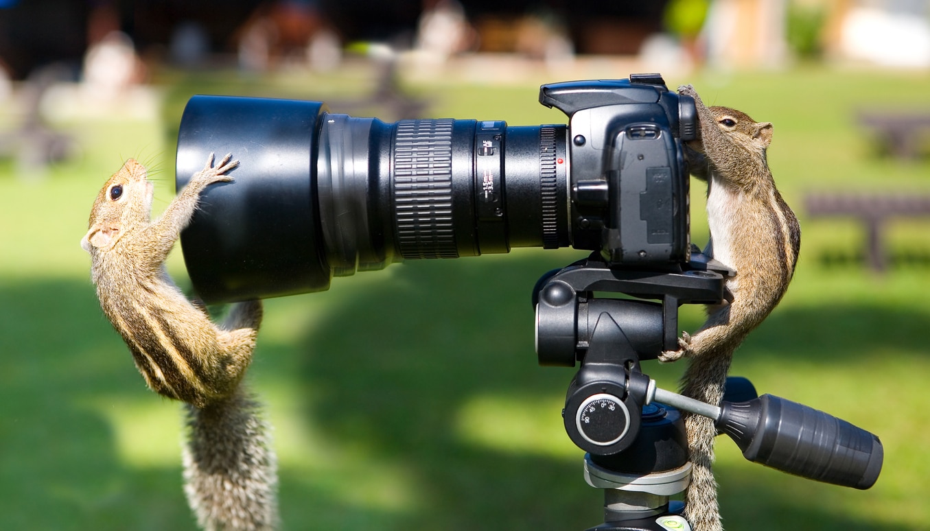 wildlife nature photographers