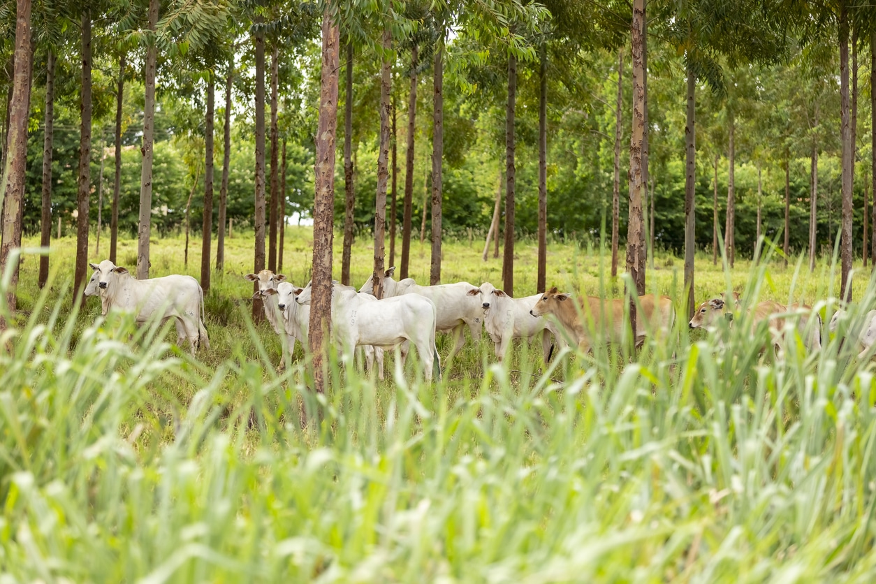 agroforestry - livestock in the forest