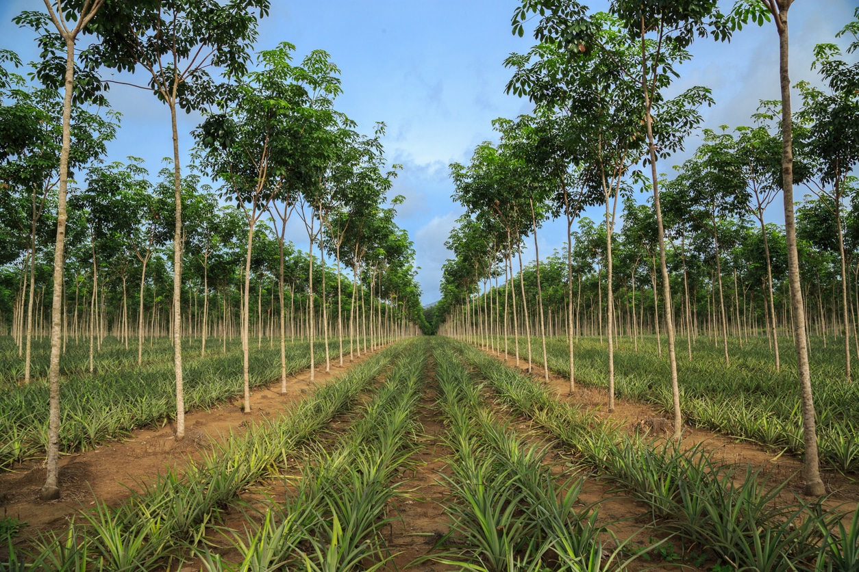 agroforestry crops
