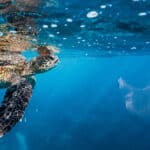 plastic pollution marine life oceans
