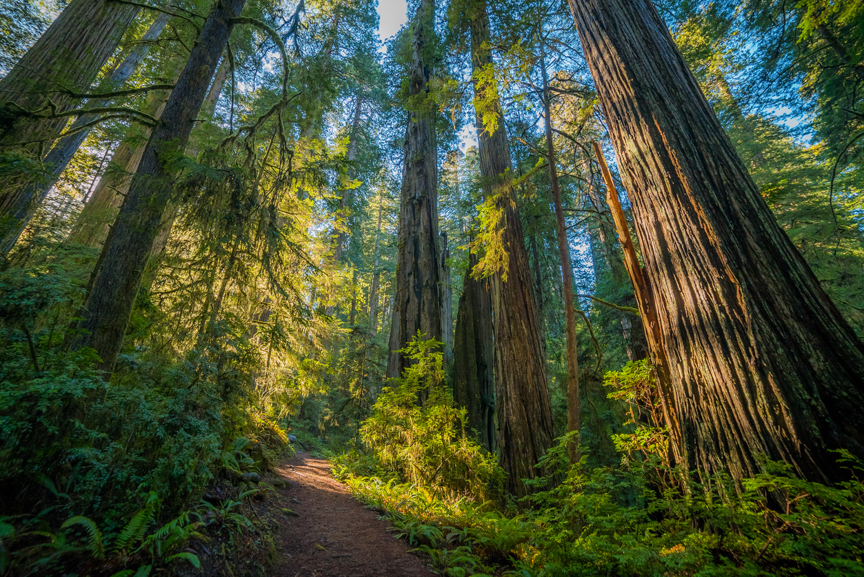 Old-growth forests