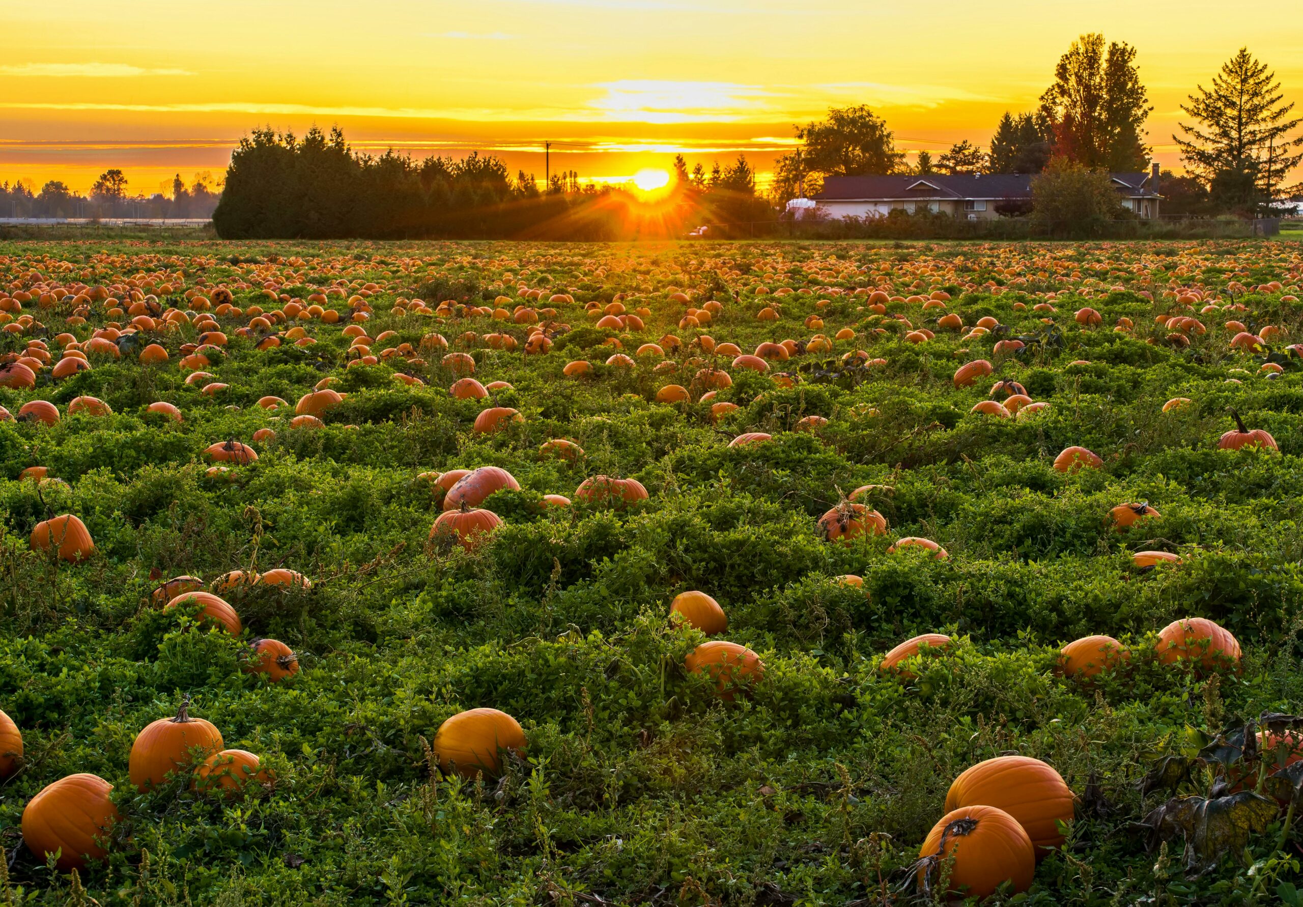 Creating mindful spooky season activities 