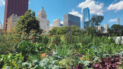 urban farms - city farming