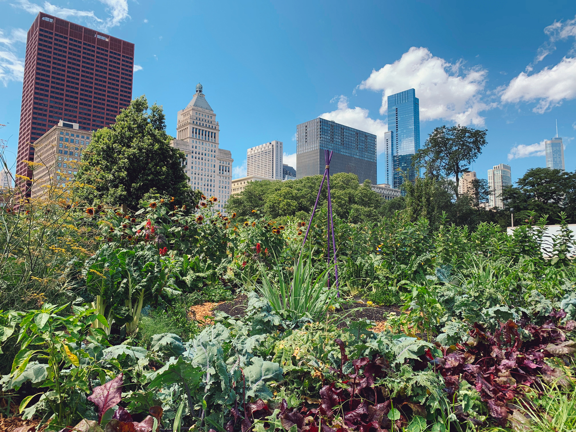 urban farms - city farming