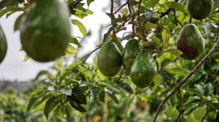 Avocado trees - byproducts for sustainable packaging