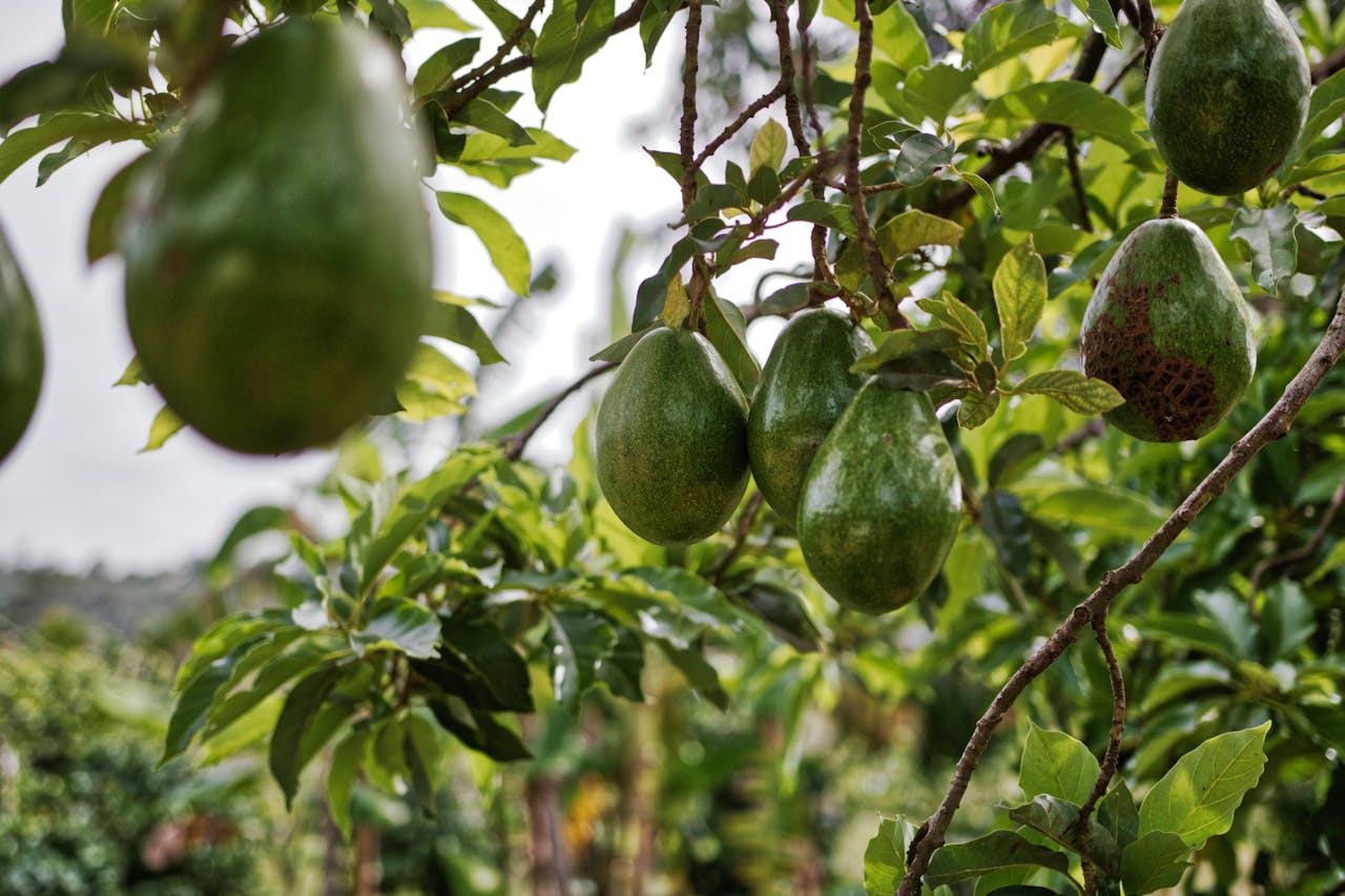 Avocado trees - byproducts for sustainable packaging