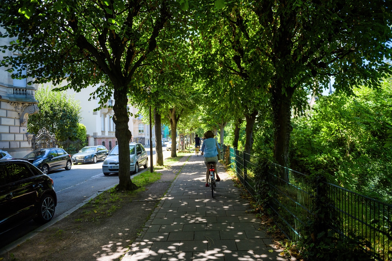 urban tree canopies